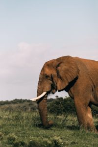 huge elephant with long trunk standing on green meadow